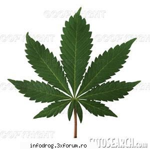 Sa fim HiGh - E tare sa fi high!!!!!!!!!! - Diverse discutii despre ce vreti voi
